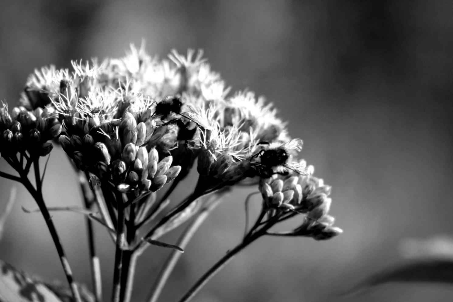 Професійне аранжування квітів на онлайн-курсі