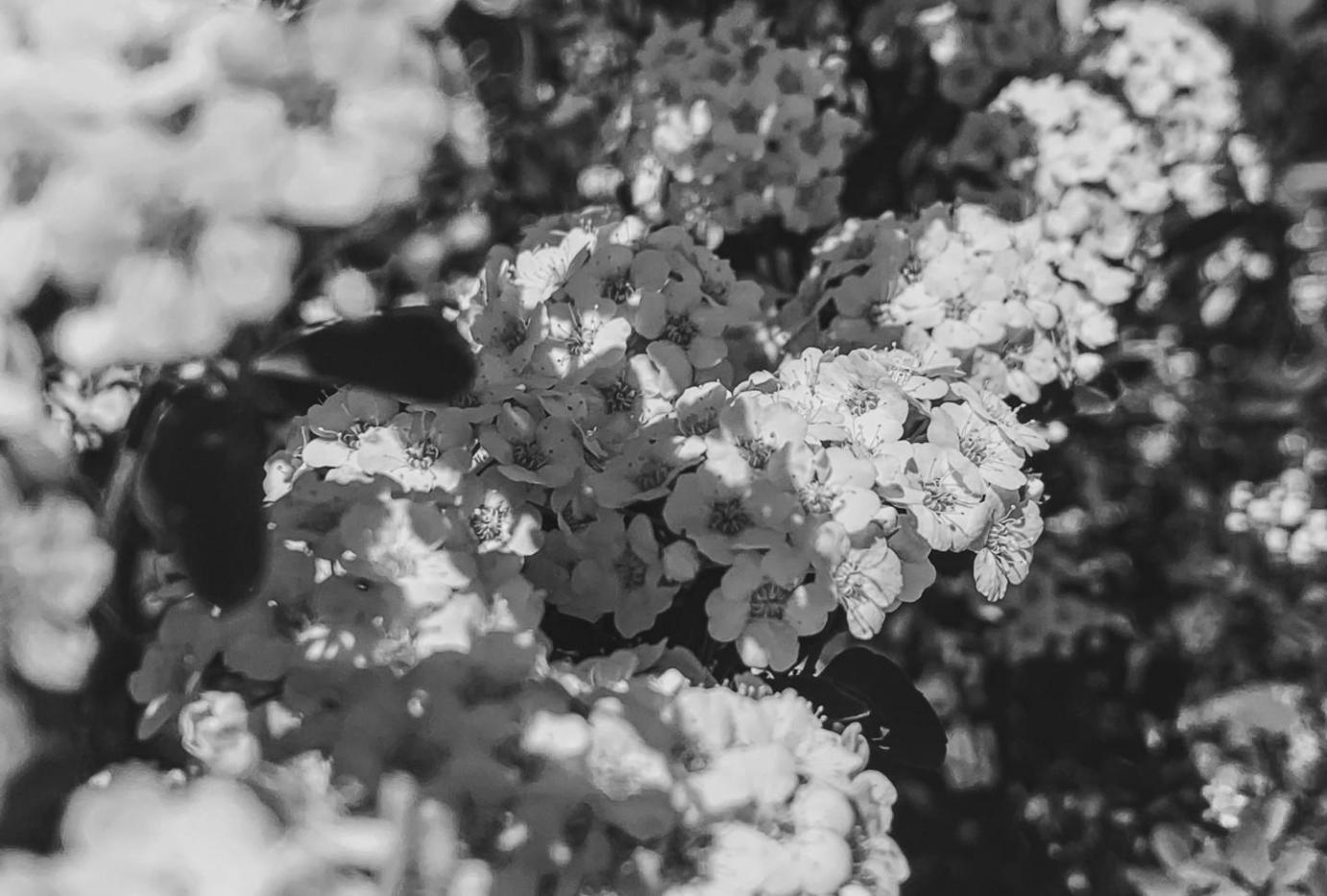 Флористична композиція в процесі створення