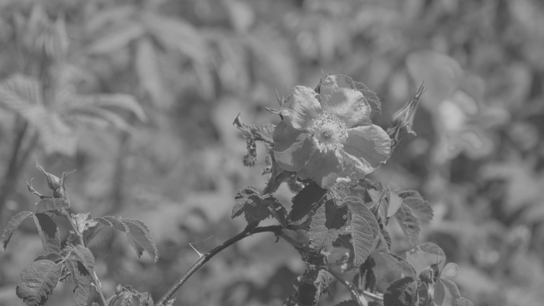 Каркасний букет